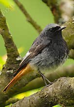 An astonishing portrait of male black redstart perching on a garden tree in late afternoon
