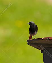 A cute male black redstart (Phoenicurus ochruros) resting on the edge of fence