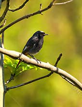 A close-up shot of beautiful male black redstart (Phoenicurus ochruros) resting on a garden tree branch