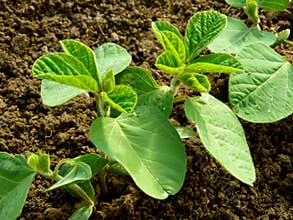 Small soya plants