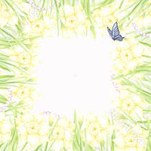 Hand drawn watercolor daffodil with green leaves butterfly and pearl frame border isolated on white background. Can be used for