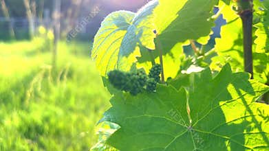Young grapevine sprout growing in vineyard at sunset
