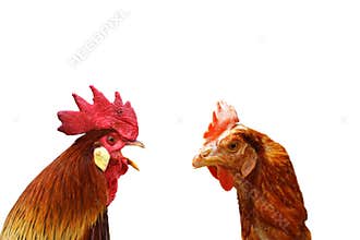 Concept of family argue