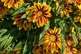 Vibrant yellow and orange flowers with raindrops in a sunny garden setting during springtime