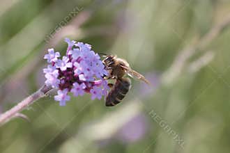 Honey bee collecting nectar from purple flowering plants on a sunny day in a garden