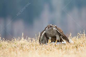 Accipiter