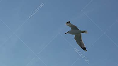 Seagull Flight Sky Coastal Bird Migration: Soaring Seabird, Daytime, Wildlife.