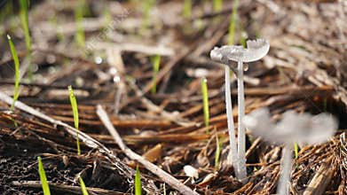 Sandalwood mushroom is a type of small mushroom that grows in the rainy season. hunting for mushroom photos in nature
