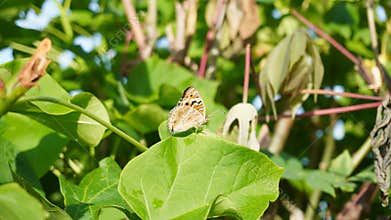 butterflies perched on leaves in the morning