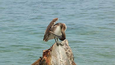 Brown Pelican Seabird Perched Oceanside Mexico Caribbean Mexican Pier Preening