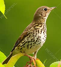 A portrait of song thrush (Turdus philomelos) perching on a branch