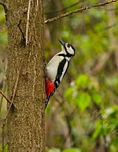 A great spotted woodpecker (Dendrocopos major) clinging on a tree on cloudy day