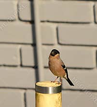 A female bullfinch (Pyrrhula pyrrhula) perching on a garden lamp on cloudy day