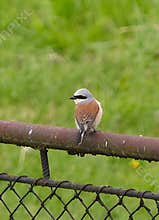 A beautiful male red-backed shrike (Lanius collurio) perching on a metal fence on cloudy day