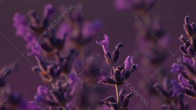 Lavender Flowers Purple: Blooming lavender field sunset, attracting pollinators with scent and colour, now.