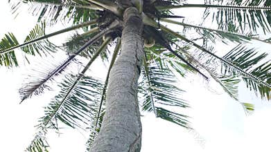 termite nest in coconut tree
