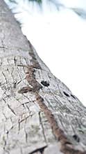 termite nest in coconut tree