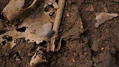 woodlice crawling on the ground