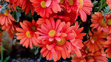A bright, lush bush of Safina chrysanthemum, which charges with the summer energy of the sun