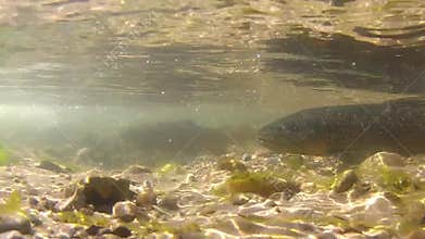 Brown trout in spawning season