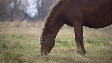 horses walk through the autumn field in the village. A herd of horses is eating grass in the field. Cattle grazing. hungry horse