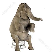 Asian Elephant - Elephas maximus (40 years)