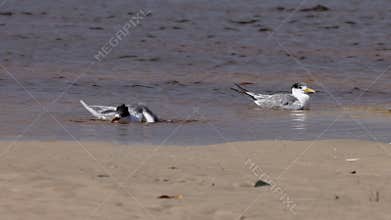 Two crested terns bathe happily in the shallow edge waters of a creek.