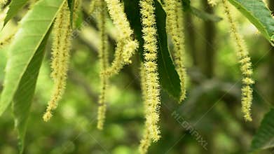 Castanea sativa catkins on sweet chestnut tree branch