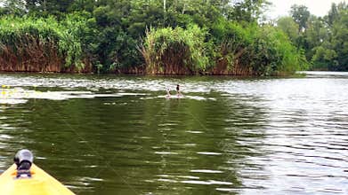 Kayaking towards great crested grebe on lake