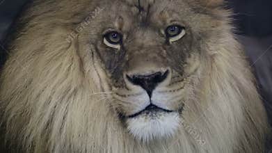 Close up of a majestic male lion staring into camera.