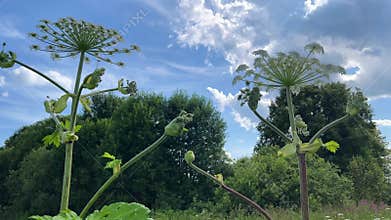 Giant hogweed blooming under summer sky