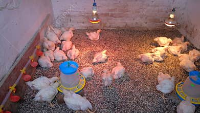 Broiler chicks in the poultry house are feeding under lamps and drinking water, you can see the flooring