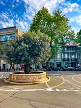 A 2000-year old olive tree from Palestine in Rustaveli Avenue in Tbilisi