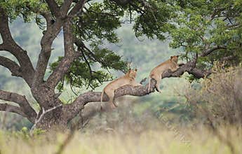 Lions in Tree South Africa