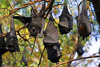 Flying Foxes - bat hanging on a tree branch