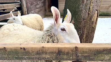 White sheep looking over wooden fence in snowy barnyard