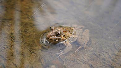 rice field frog looking at the camera