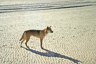 Dingoes on Frase Island, Australia
