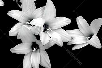 Wild Rain Lilies In Black and White