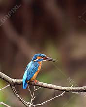 Halcyon ( Alcedo atthis )