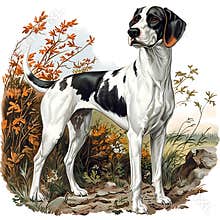 Black and White Pointer Dog in Autumnal Setting
