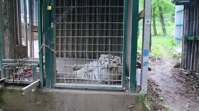 White tiger behind bars. Wild endangered animal in inhumane conditions. Small cage and small enclosure. Cruel treatment.