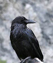 Raven Closeup