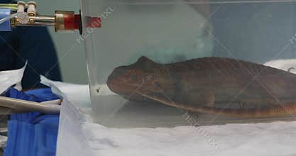A veterinarian prepares a bearded dragon for surgery by using gas anesthesia in a transparent box, causing the reptile