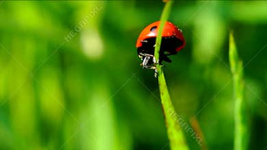 Ladybug