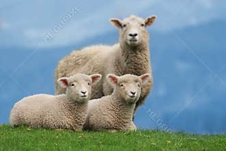 Sheep Family in New Zealand, with Young Lambs