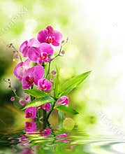 Beautiful orchid and bamboo for border treatment spa on water