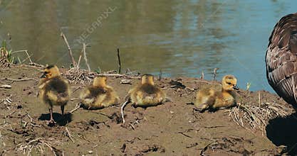 four cute baby goslings with parents on muddy shore of a river