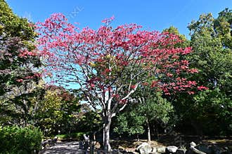 Japan wax tree autumn leaves. Anacardiaceae Dioecious deciduous tree.
