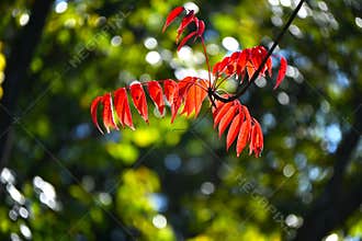 Japan wax tree autumn leaves. Anacardiaceae Dioecious deciduous tree.